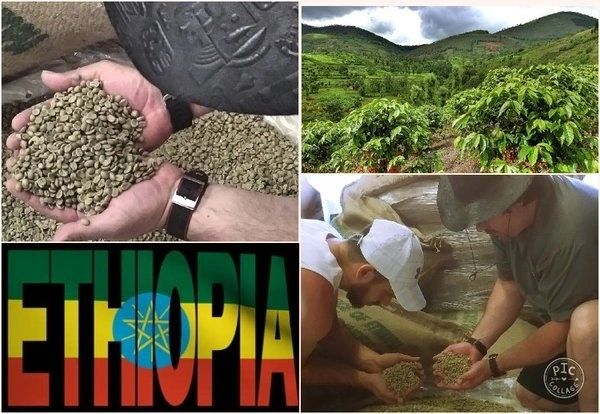 Ethiopian Yirgacheffe Micro-Lot Fair Trade / Organic Certified