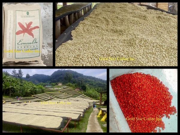 Panama Esmeralda Geisha - Exclusive 2023 Limited Auction Lot - 2 x 1/2 lb Bags