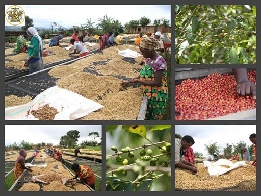 Rwanda Karongi Gitesi - Micro Lot
